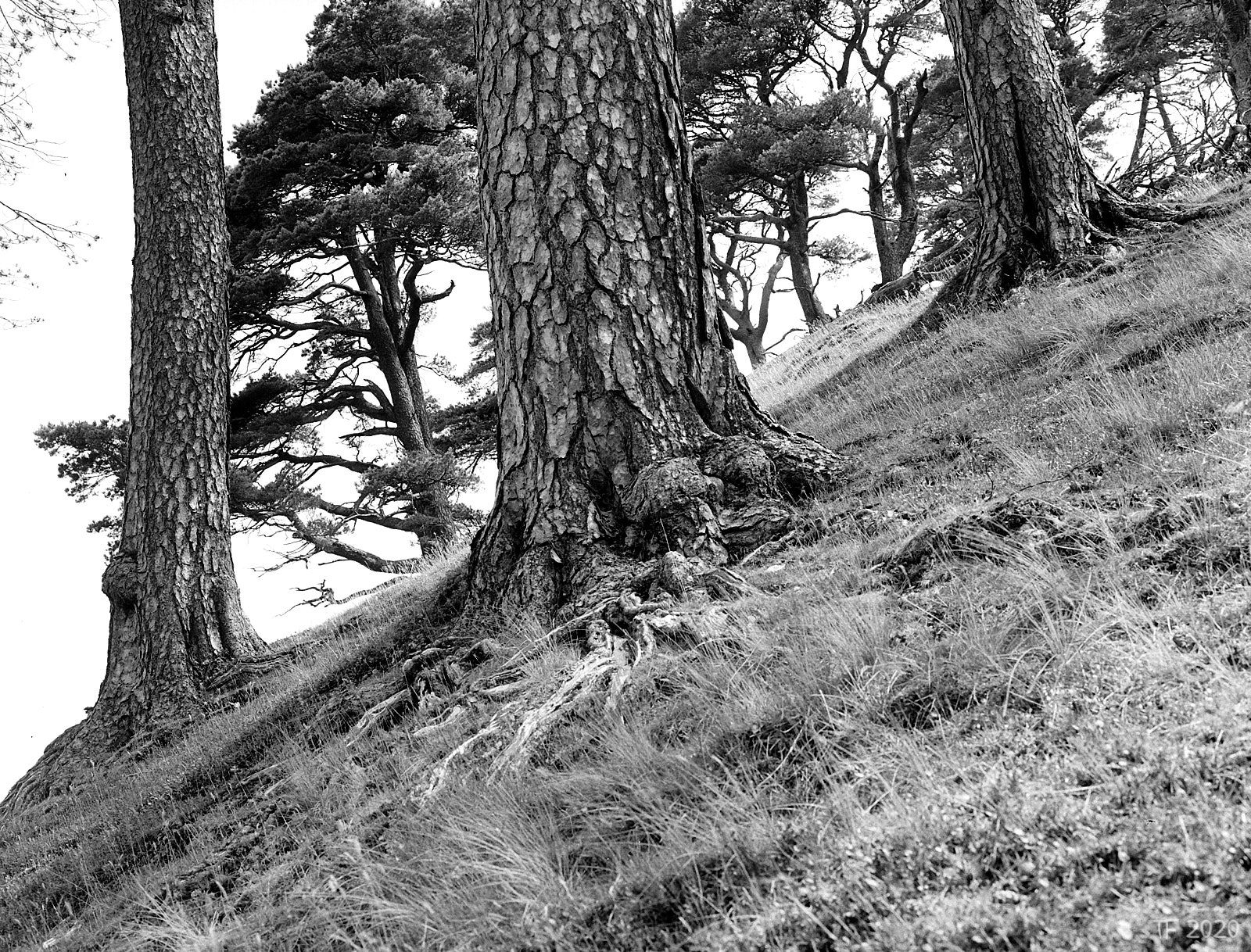 Pines on a Hillside