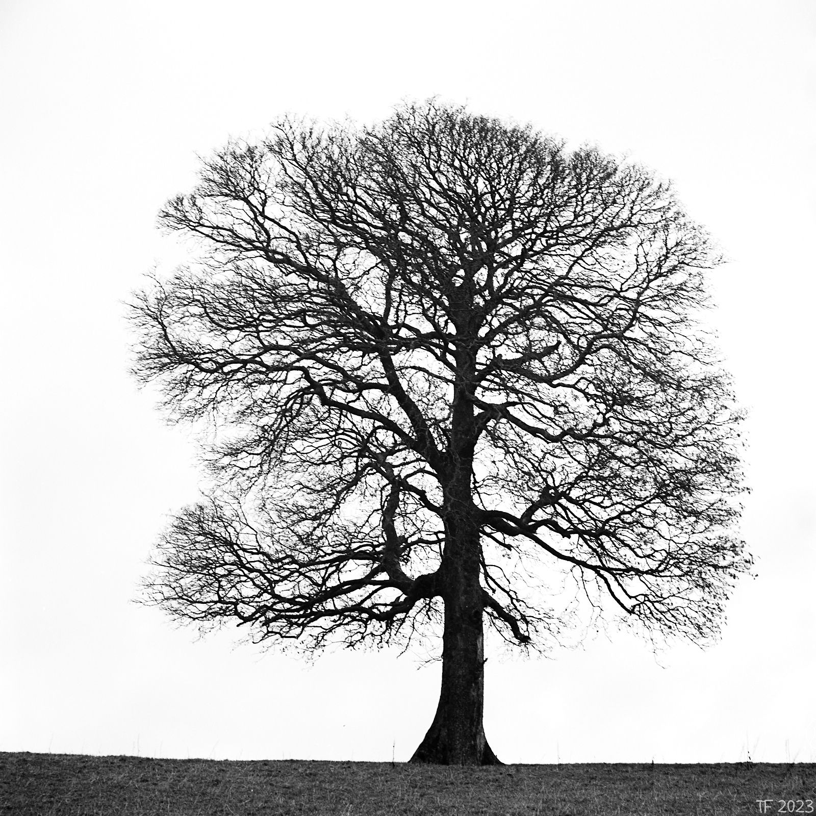 A Sycamore Tree